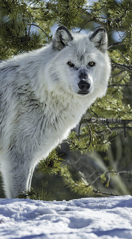 灰狼或灰狼(Canis lupus)是一种原产于北美荒野和偏远地区的犬科动物。